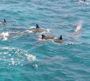 Beim Ausflug zum Schnorcheln mit Delphinen