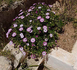 Gartenanlage