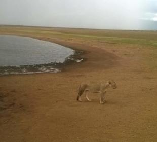 Tsavo east mit wt safaris