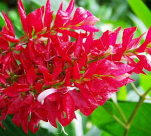 Schmetterlingshaus Blumen