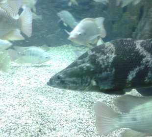 Aquarium in Hurghada