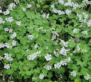 Viele Blüten
