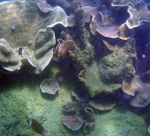 Das Hausriff Hotel Coral Cove Chalet