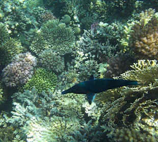 Unterwasserwelt am Sensimar Makadi Hotel