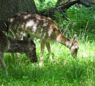 Rehwild im Tiergarten Hannover