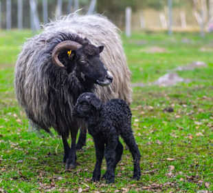 Heidschnucken im Wildpark Müden