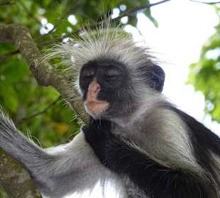Red Colobus Affen im Jozani-Forrest