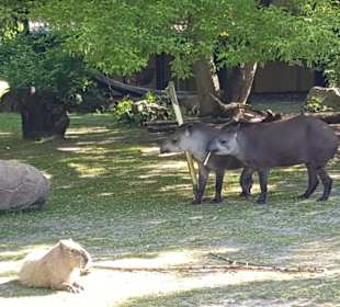 Kölner Zoo 