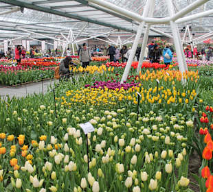 Keukenhof