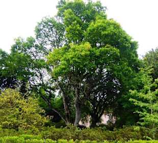 Park