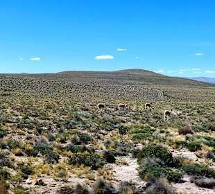 Pampa Cañahuas