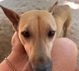 Dog and Cat Rescue Samui Foundation