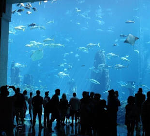 Riesiges Aquarium im Hotel