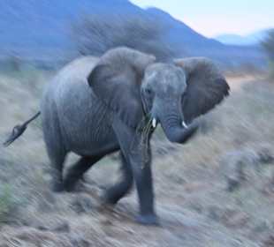 Elefant in Tsavo West