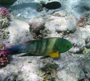 Besenschwanz-Prachtlippfisch