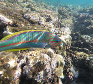 Schnorcheln Marsa Alam