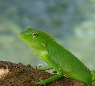 Chamäleon-Prachtexemplar im Tempelgelände