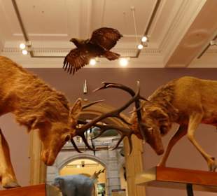 Kelvingrove Art Gallery And Museum