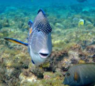 Hausriff Iberotel Coraya Beach