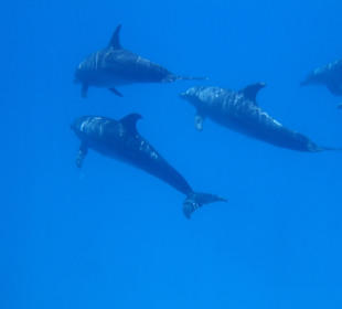 Der schöne Tag mit den Delfinen 