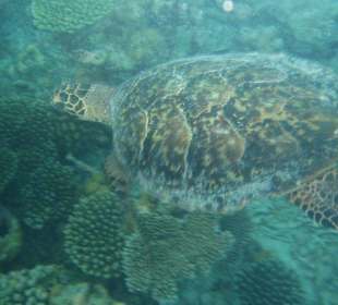 Turtle am Hausriff