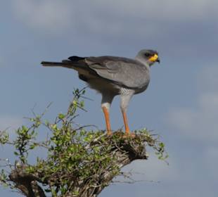 Weißbürzel - Singhabicht