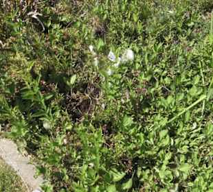 Botanischer Garten der Universität Zürich