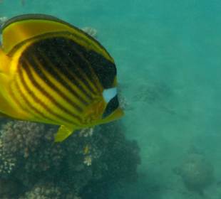 Schnorcheln Makadi Bay