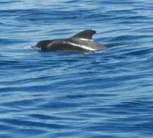 Delfin Tour Puerto Rico 