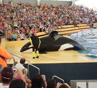 Orka-Wal in der Orca-Ocean-Show