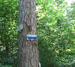 Rundwanderung Klingenbachtal - Sulzbachsee