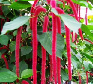 Schmetterlingshaus Blumenpracht