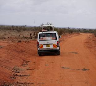 Lady M Safari
