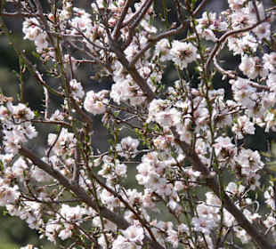 Wunderschöne Blüten