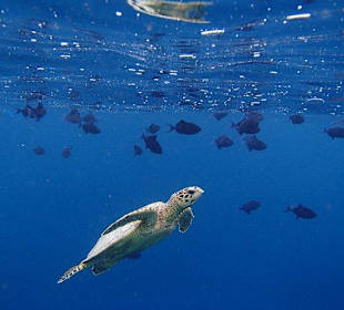 Schnorcheln Hausriff