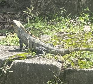 Schwarzer Leguan Chichen Itza