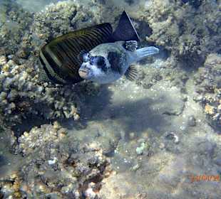 Schnorcheln Makadi Bay