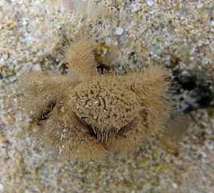 Borsten-Haarkrabbe 3cm