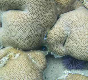 Schnorcheln Pointe aux Piments