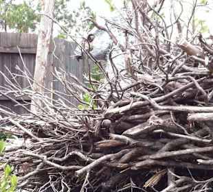 Hagrids Hütte und Nest des Hippogreif