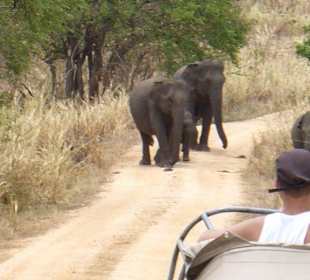 Udawalawe National Park