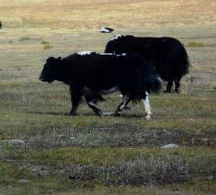 Yaks im Gorkhi Terelj Nationalpark