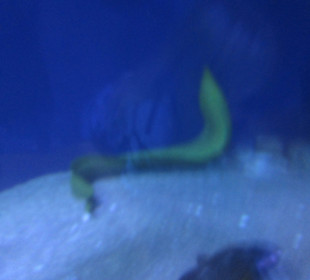 Aquarium / Oceanongrafic