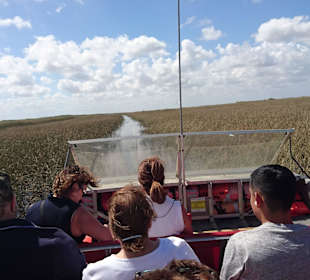 In den everglades
