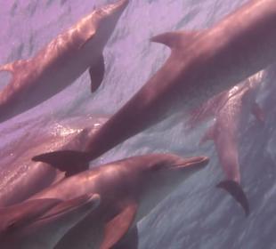 Delfinausflug mit Mo