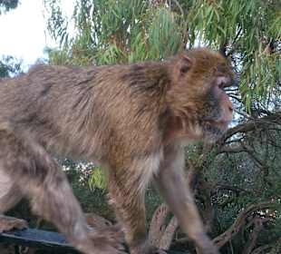 Gibraltar - enklawa brytyjska