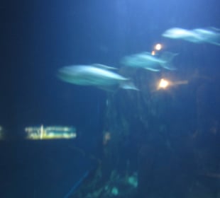 Aquarium / Oceanongrafic