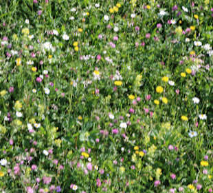 Blumenpracht im Juni