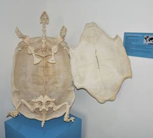 Rundgang durch das Zoologische Museum Kiel