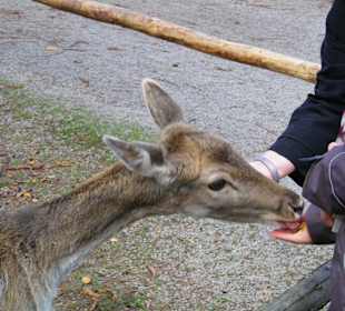 Im nahegelegenen Wildpark